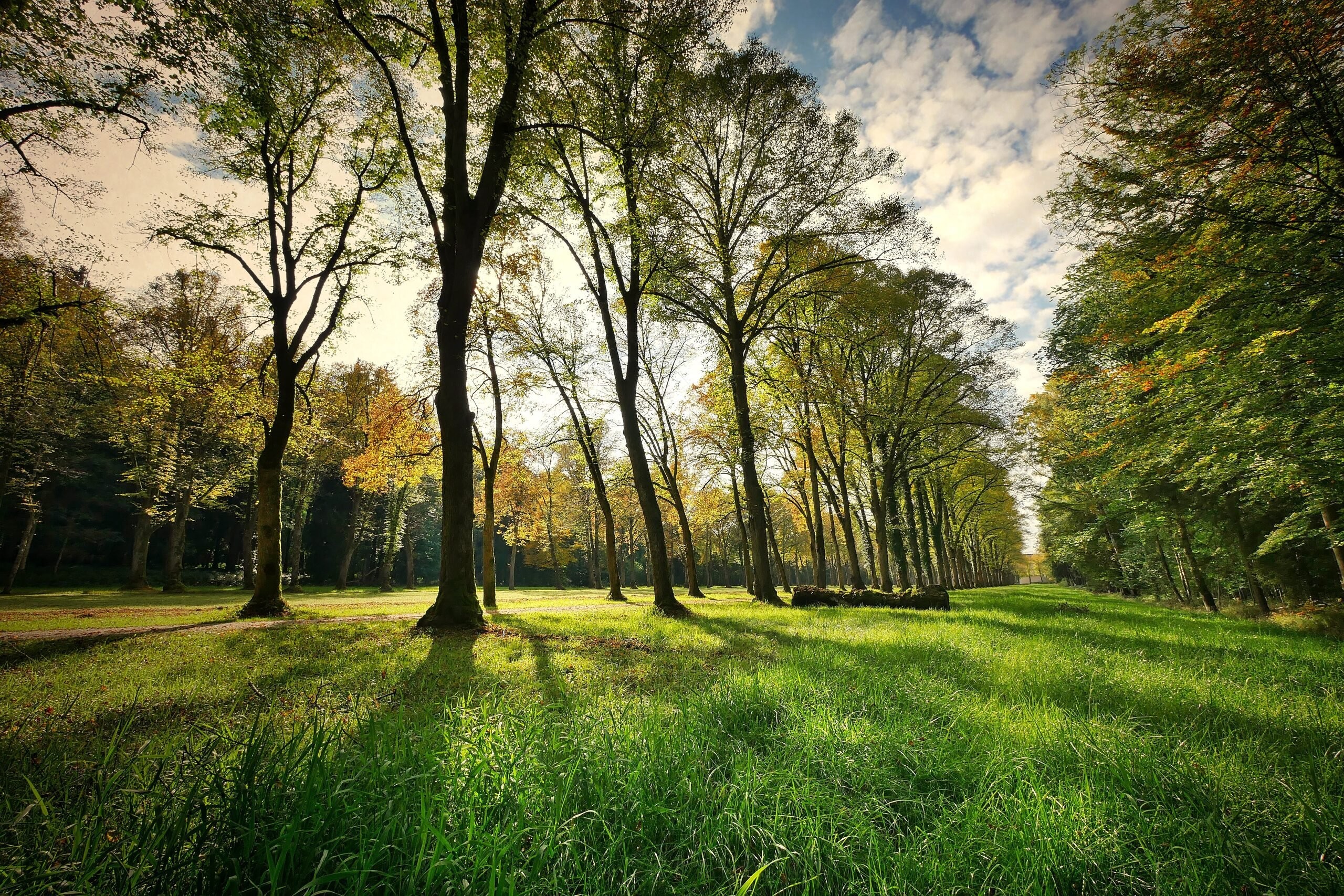 Fietzfotos trees 3076834