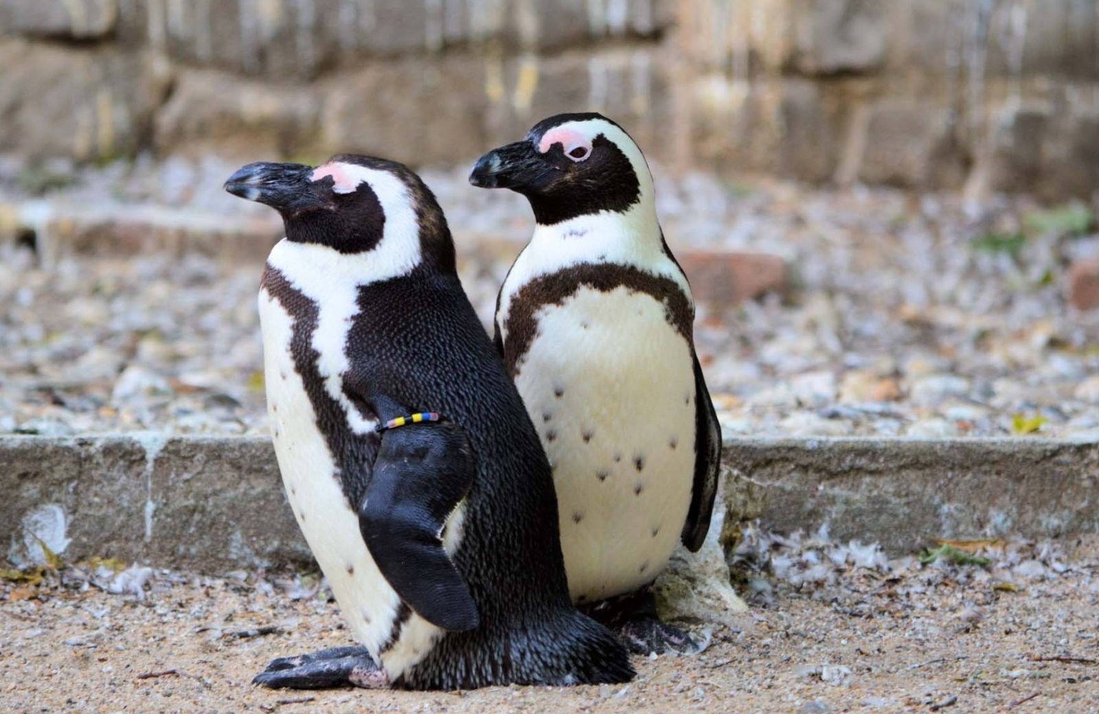Zoo Artis