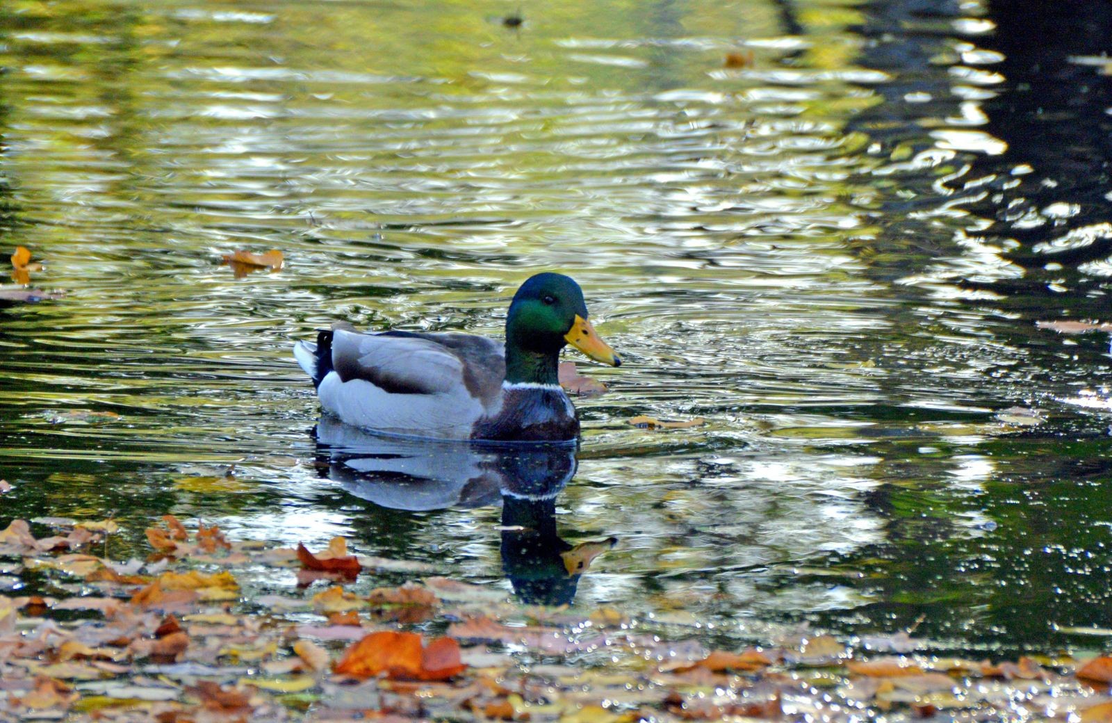 Tienhovense Plassen